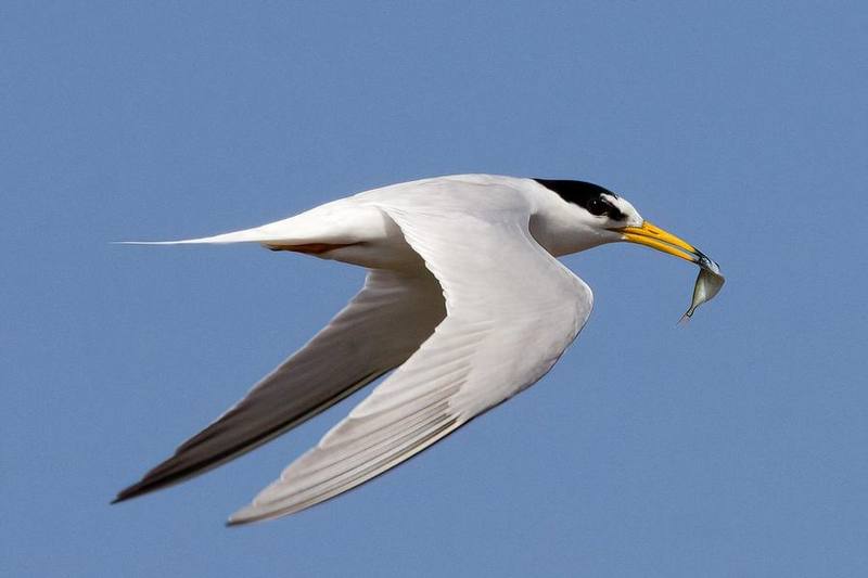 Little Tern