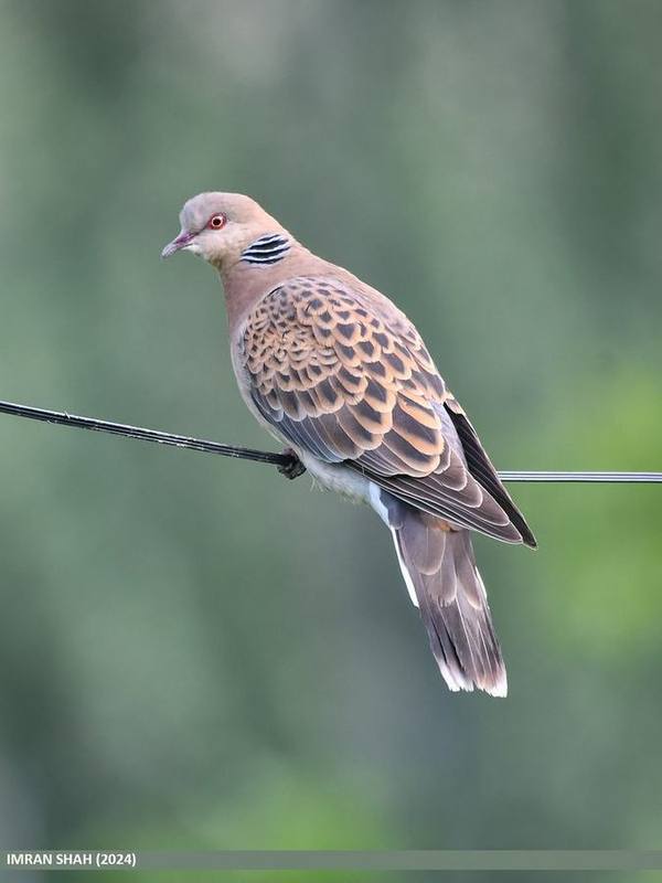 Oriental Turtle Dove