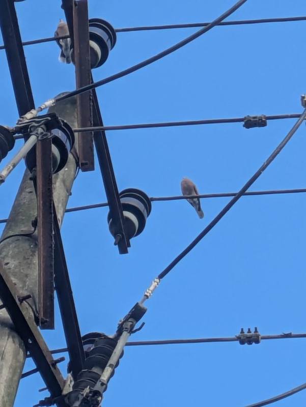 Red Collared Dove