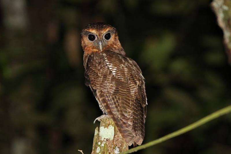 Brown Wood Owl