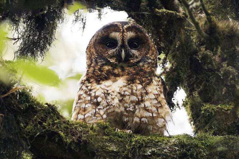 Himalayan Owl