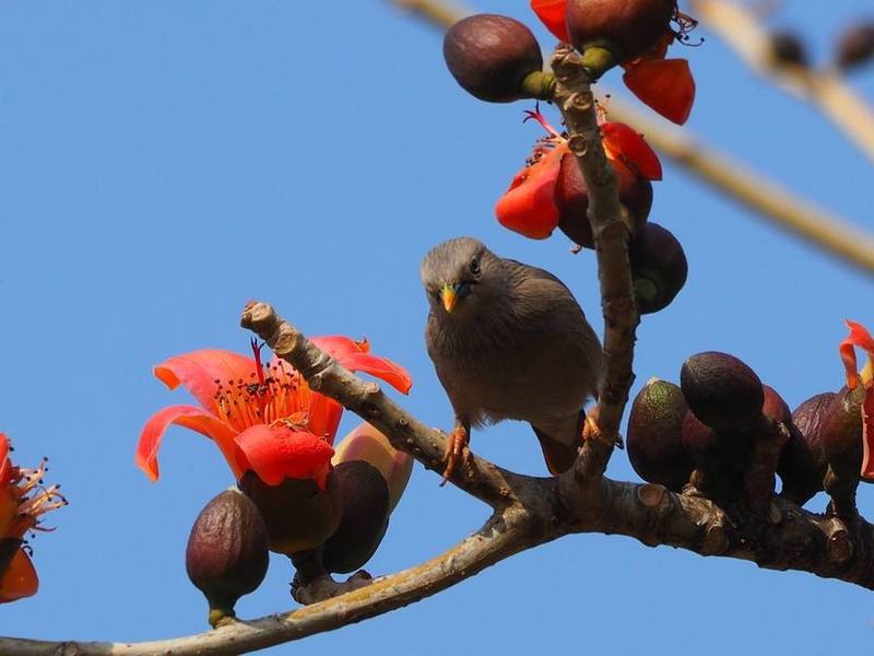 Chestnut-tailed Starling