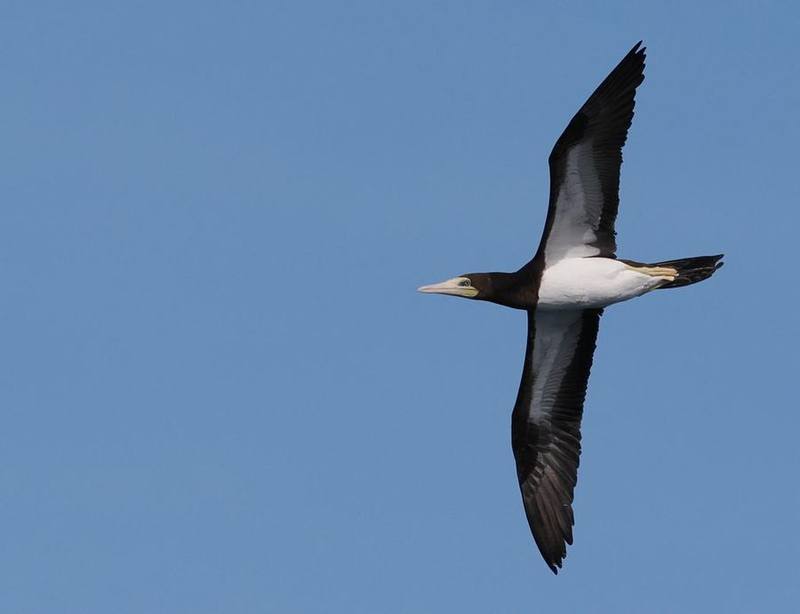 Brown Booby