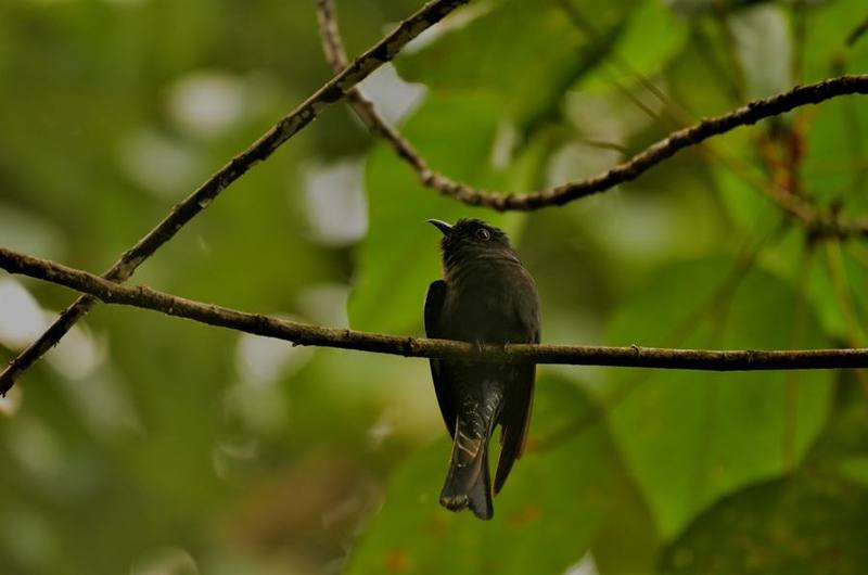 Square-tailed Drongo-Cuckoo