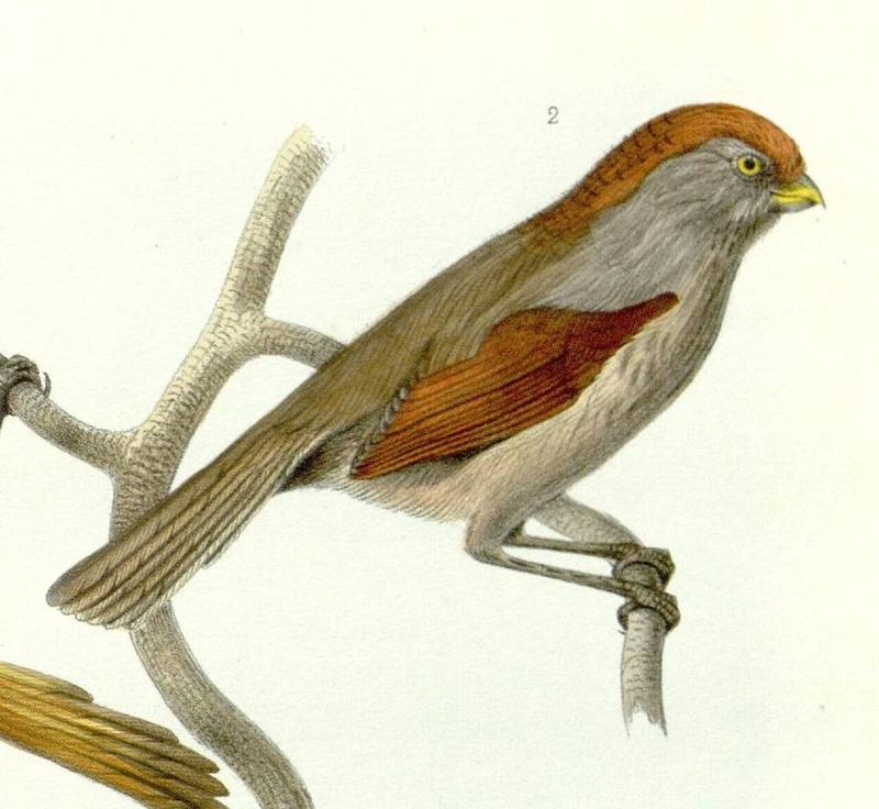 Ashy-throated Parrotbill