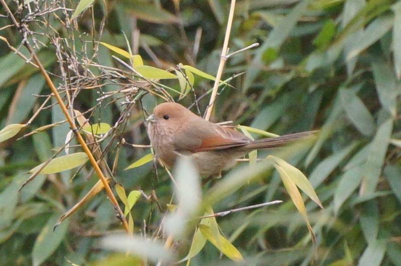 Vinous-throated Parrotbill