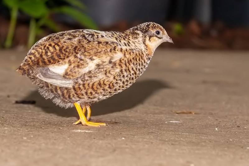 King Quail