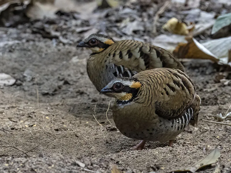 Orange-necked Partridge
