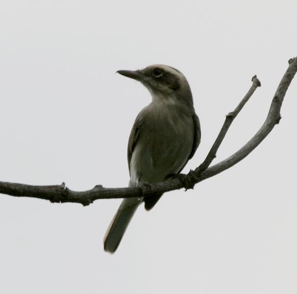 Common Woodshrike