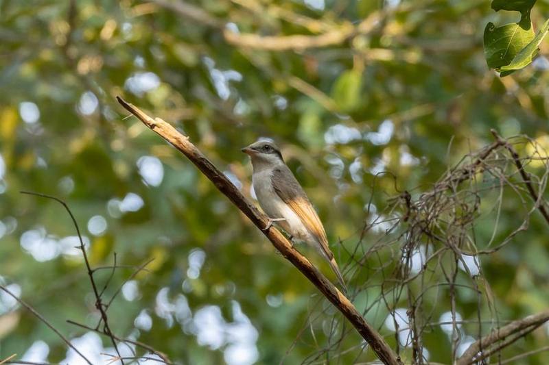 Large Woodshrike
