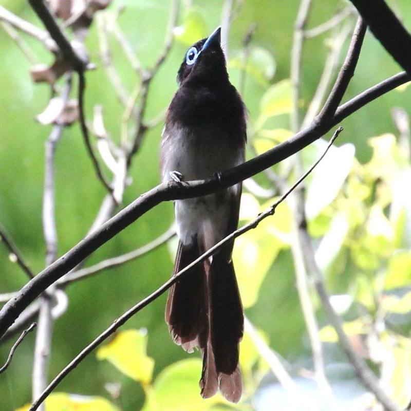 Black Paradise Flycatcher