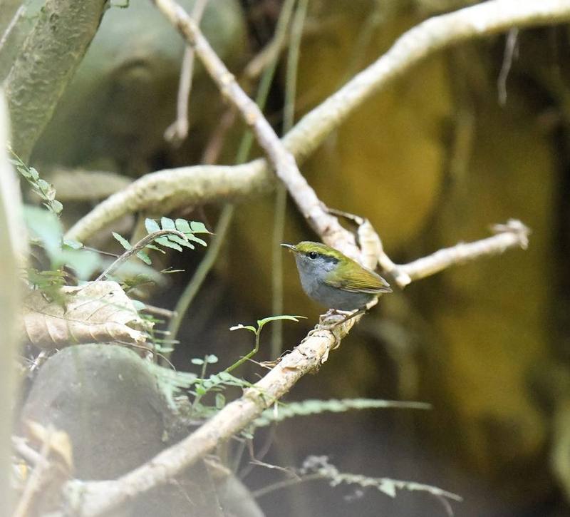 Grey-bellied Tesia