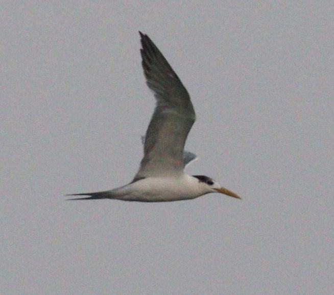 Greater Crested Tern
