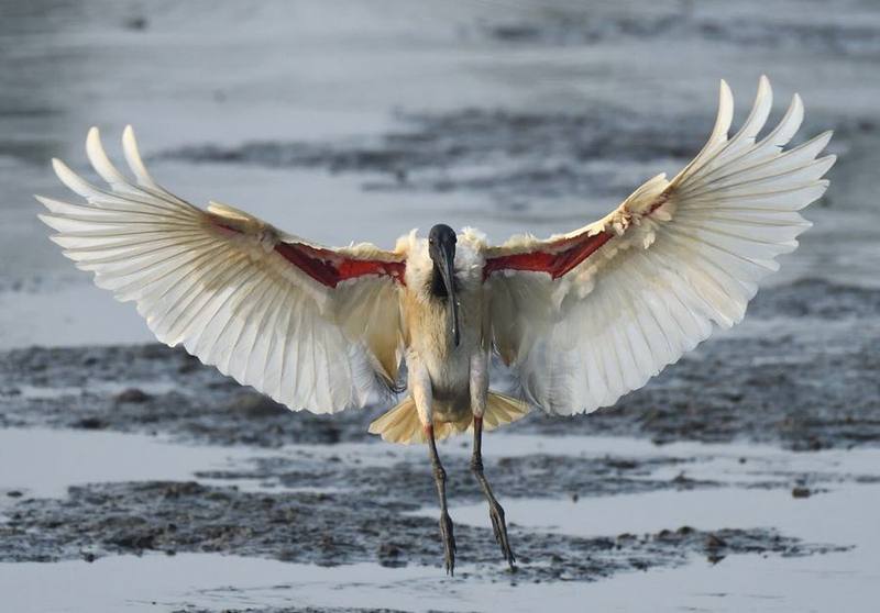 Black-headed Ibis