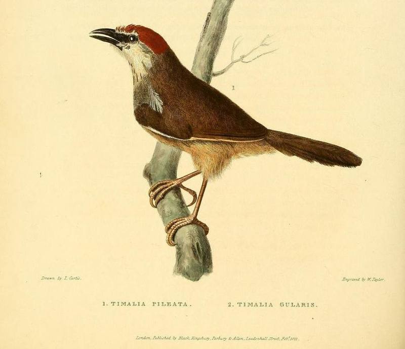 Chestnut-capped Babbler