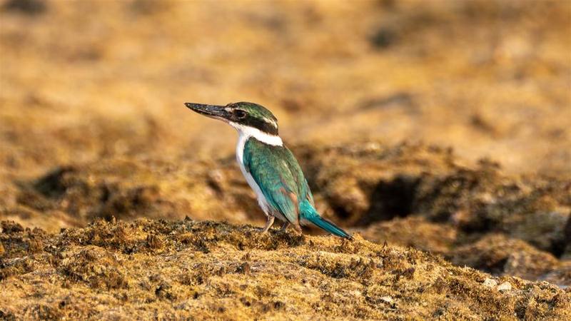 Collared Kingfisher