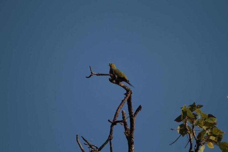 Pin-tailed Green Pigeon