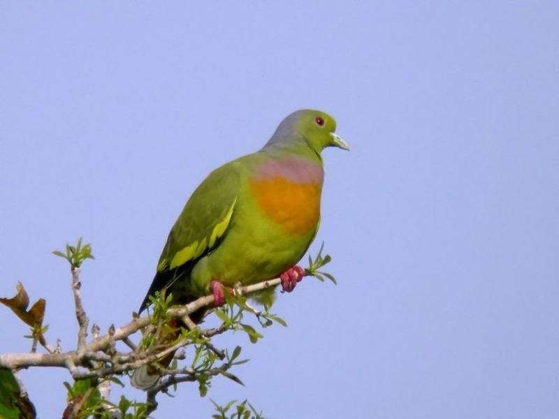Orange-breasted Green Pigeon