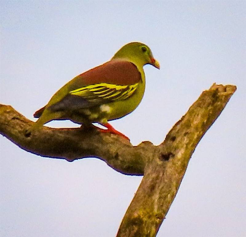 Thick-billed Green Pigeon