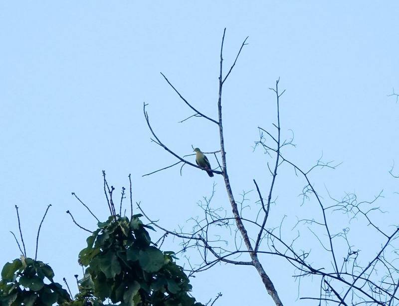 Ashy-headed Green Pigeon