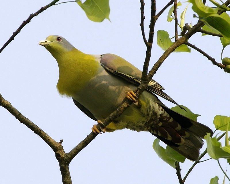Yellow-footed Green Pigeon