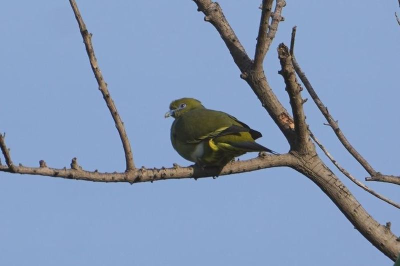 Yellow-vented Green Pigeon