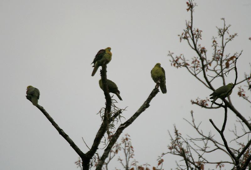 Wedge-tailed Green Pigeon