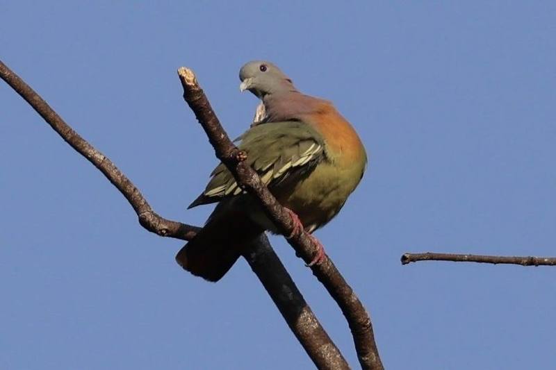 Pink-necked Green Pigeon