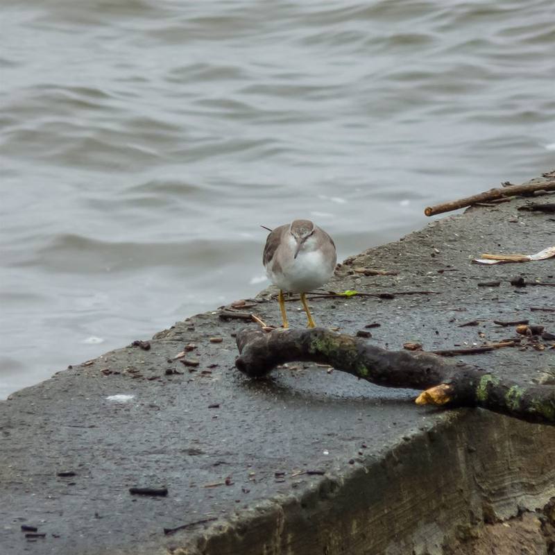 Grey-tailed Tattler