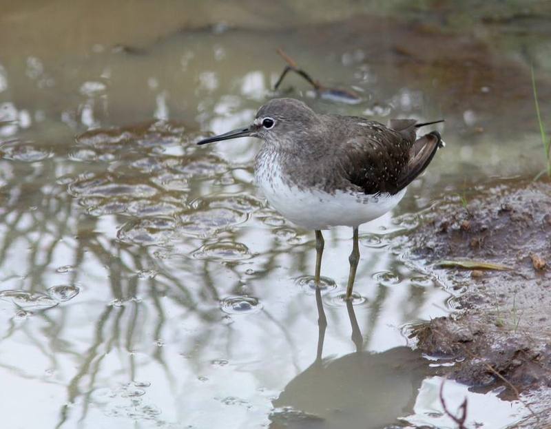 Green Sandpiper