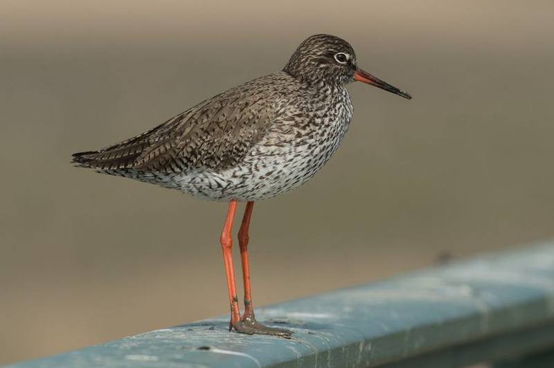 Common Redshank