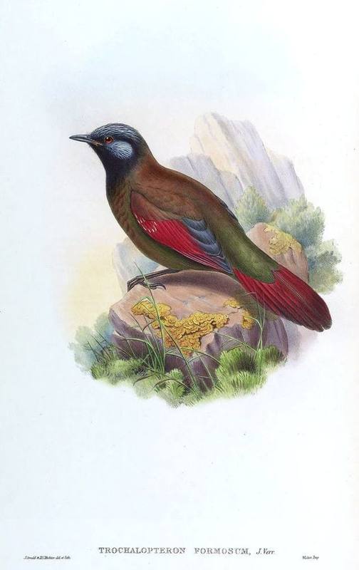 Red-winged Laughingthrush