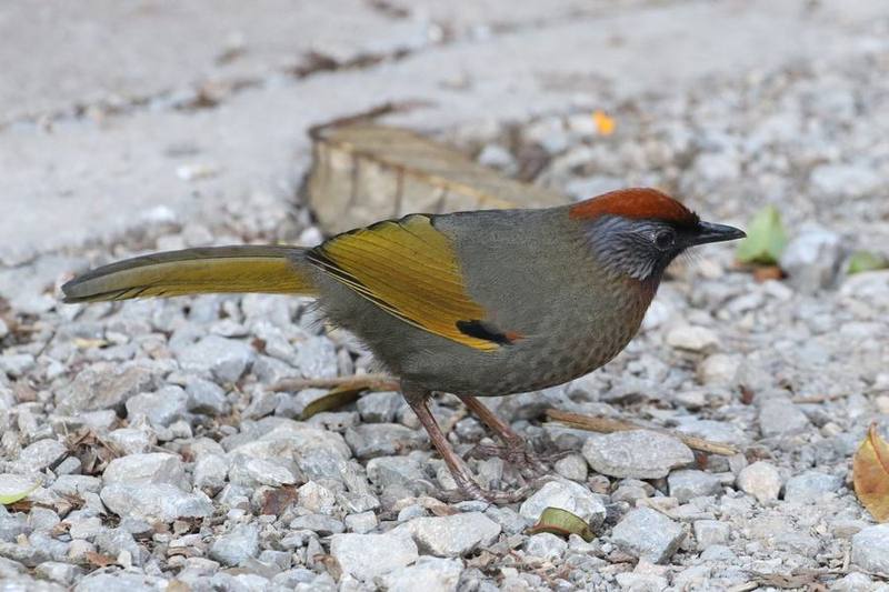 Silver-eared Laughingthrush