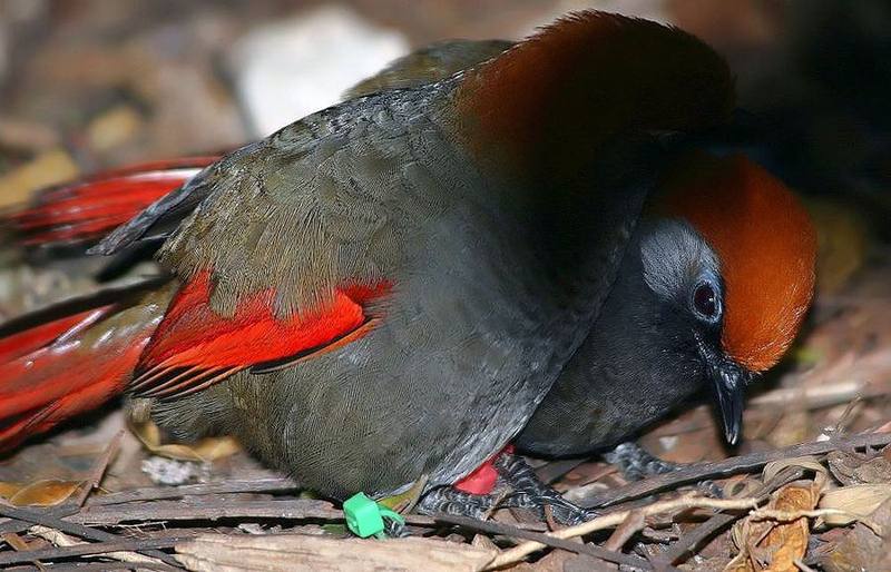 Red-tailed Laughingthrush