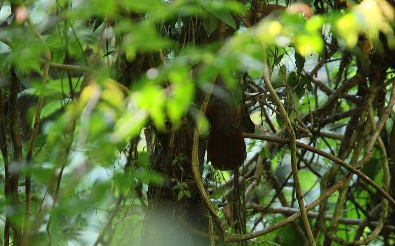 Golden-winged Laughingthrush