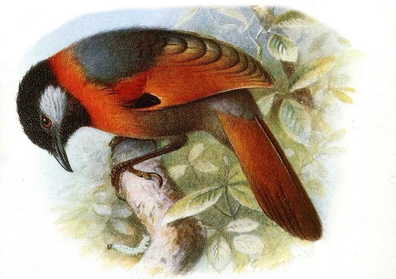 Collared Laughingthrush