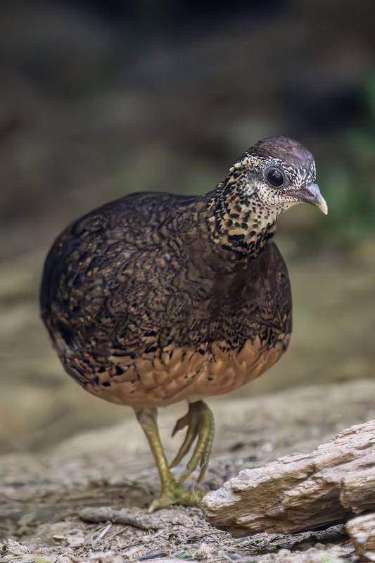 Green-legged Partridge