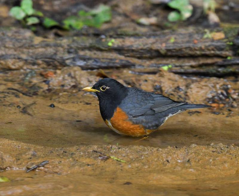 Black-breasted Thrush