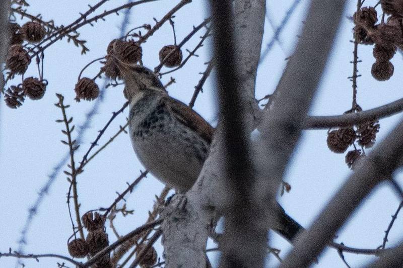 Dusky Thrush