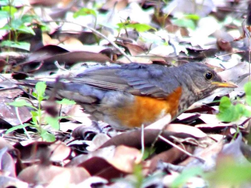 Grey-backed Thrush