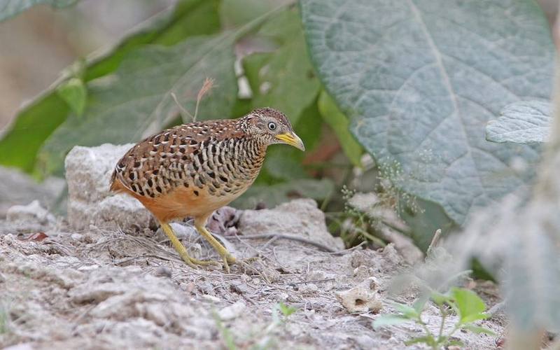 Barred Buttonquail