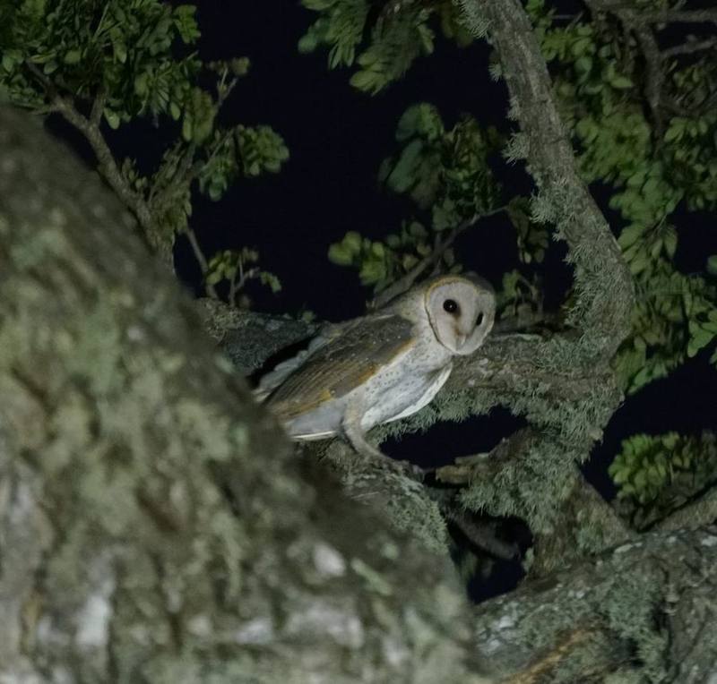 Eastern Barn Owl