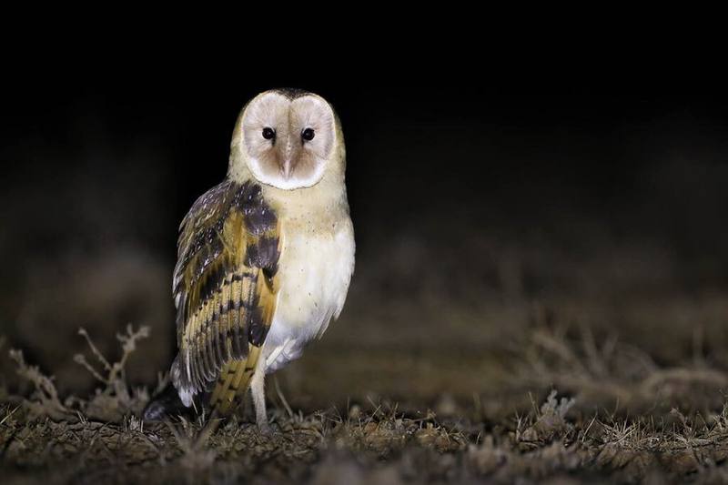 Eastern Grass Owl