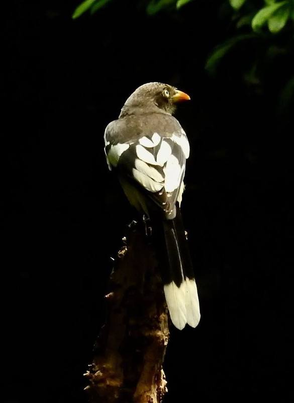 White-winged Magpie