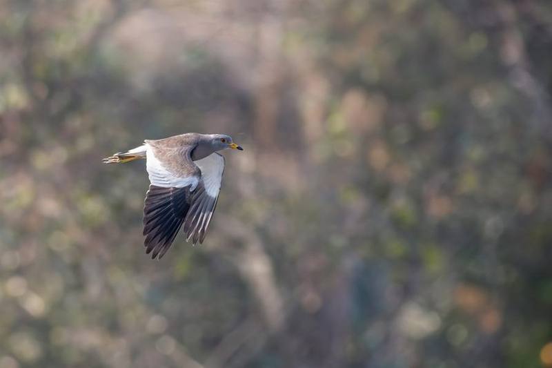 Grey-headed Lapwing