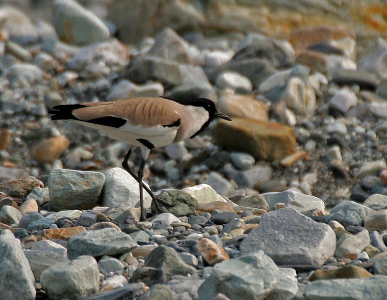 River Lapwing