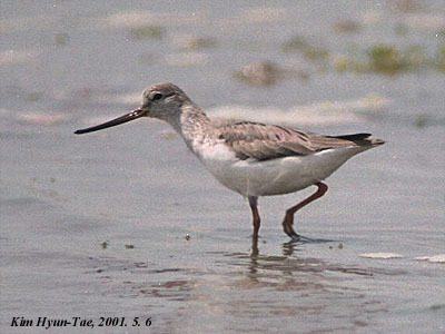 Terek Sandpiper