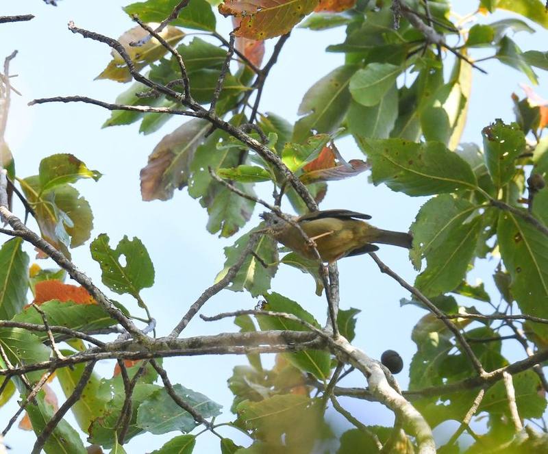Stripe-throated Yuhina