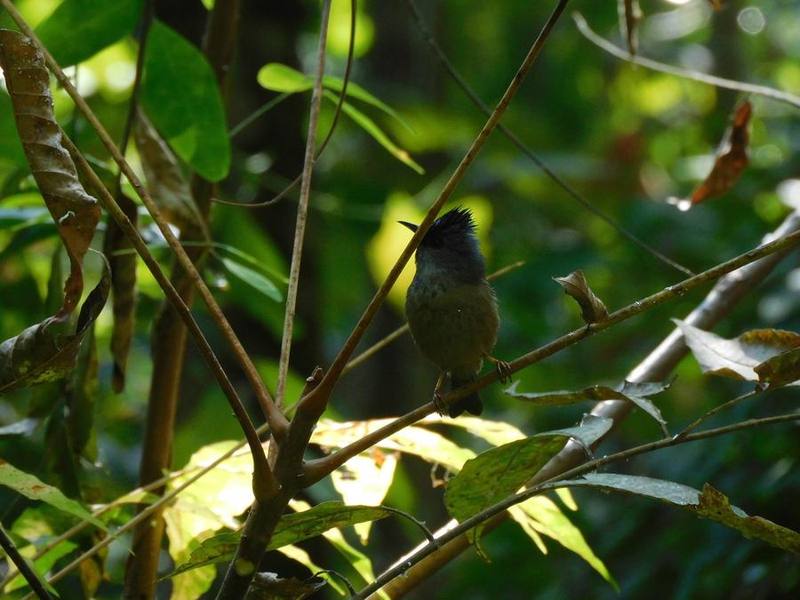 Black-chinned Yuhina