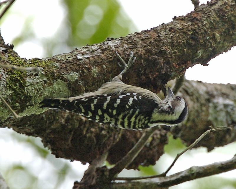 Grey-capped Pygmy Woodpecker